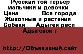 Русский той-терьер мальчики и девочки › Цена ­ 8 000 - Все города Животные и растения » Собаки   . Адыгея респ.,Адыгейск г.